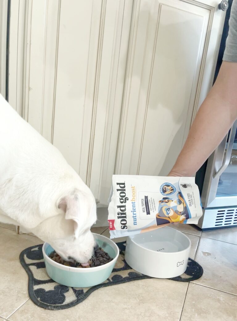 5 of the Best Pet Products 2021 Edition Guy and the Blog